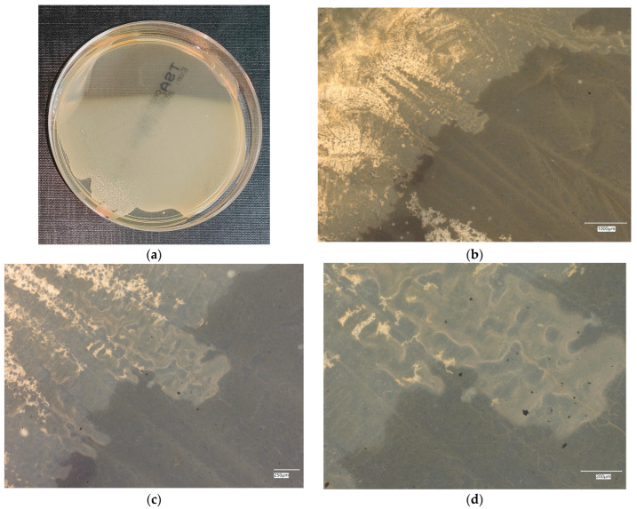 Figure 22
