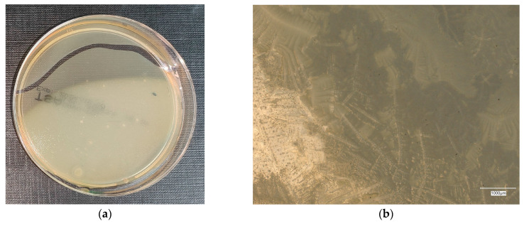 Figure 24