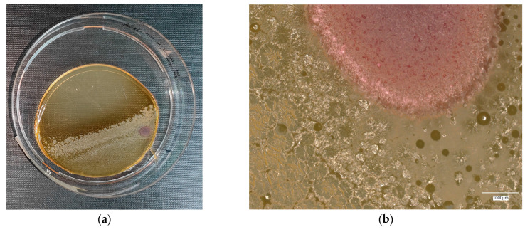 Figure 29