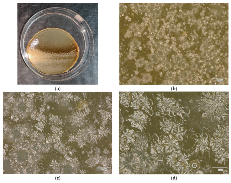 Figure 31