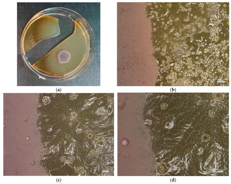 Figure 32