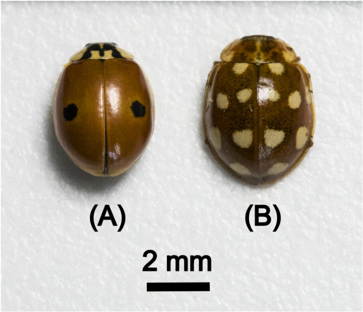 Fig 1