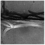 Figure 21