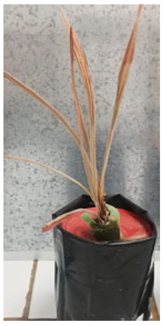 Figure 5