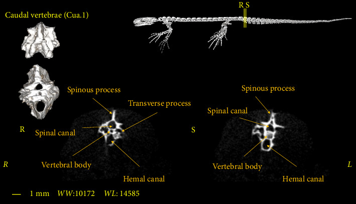 Figure 13