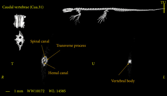 Figure 14