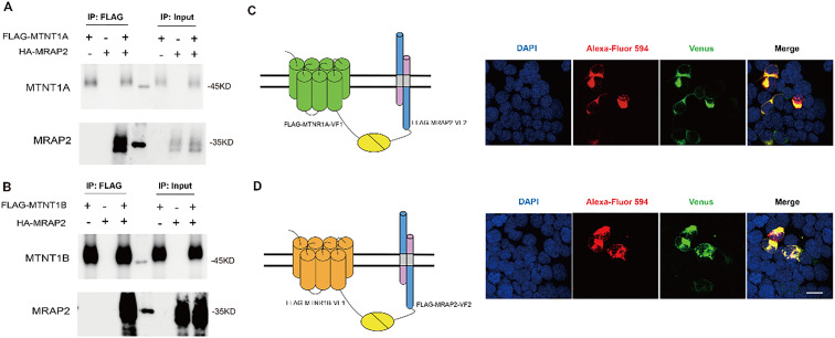 Figure 5