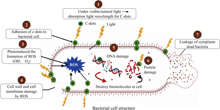 FIGURE 2