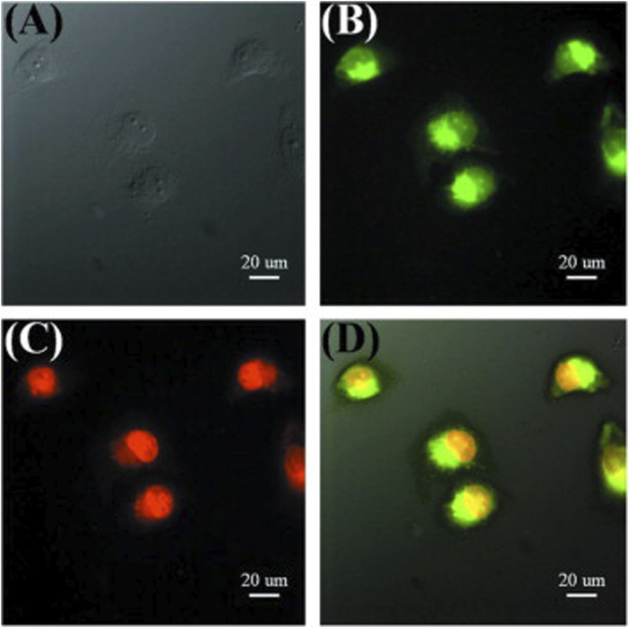 FIGURE 4