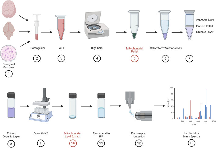 FIGURE 3