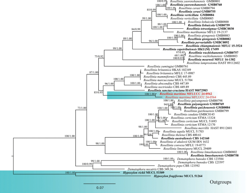 Figure 2