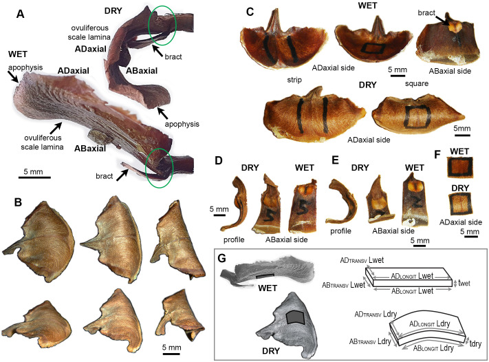 Figure 1