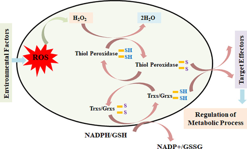 Figure 9