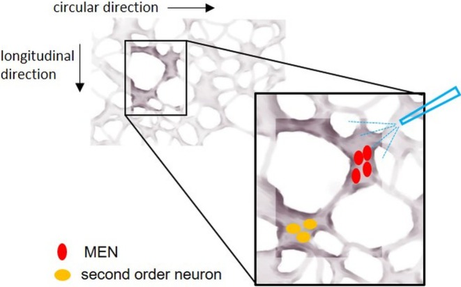 FIGURE 3