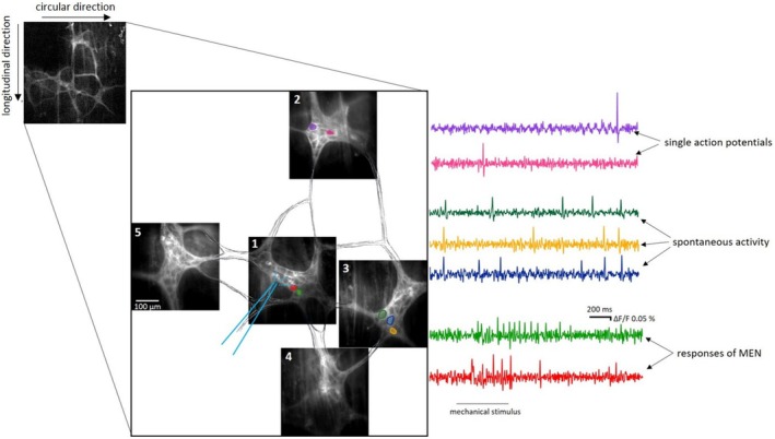 FIGURE 4