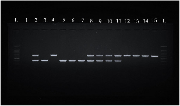 FIGURE 1