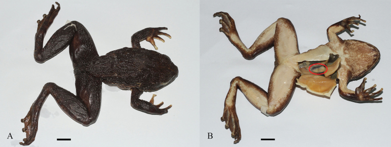 Figure 17