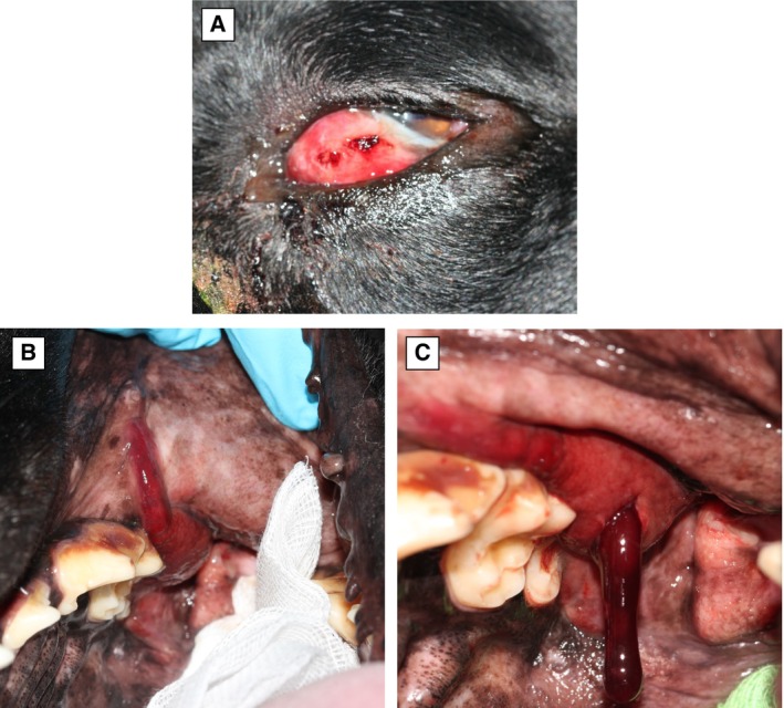 FIG 5