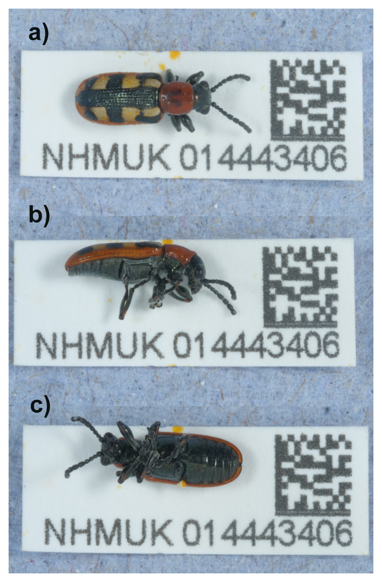 Figure 1