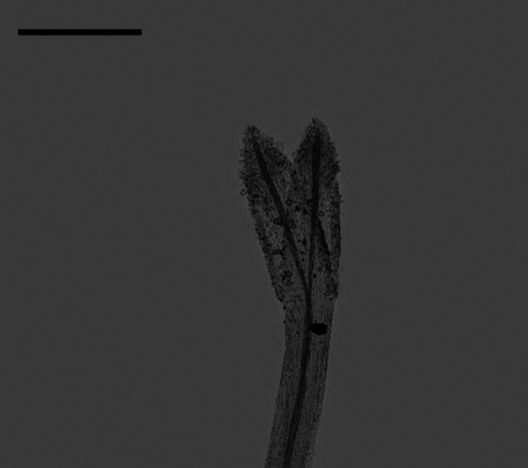 Figure 19