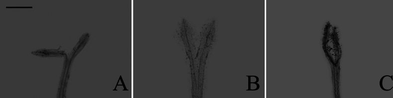 Figure 20