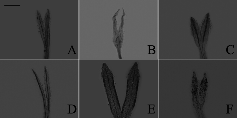 Figure 21