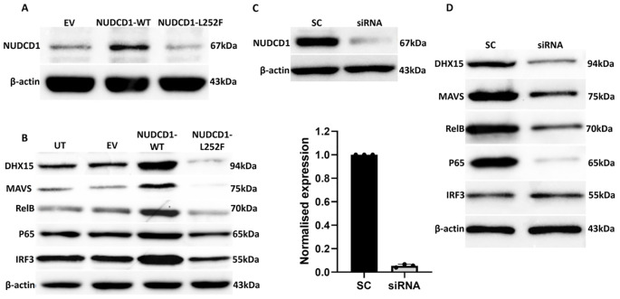 Figure 2
