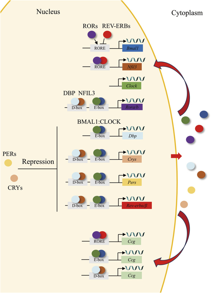 FIGURE 1