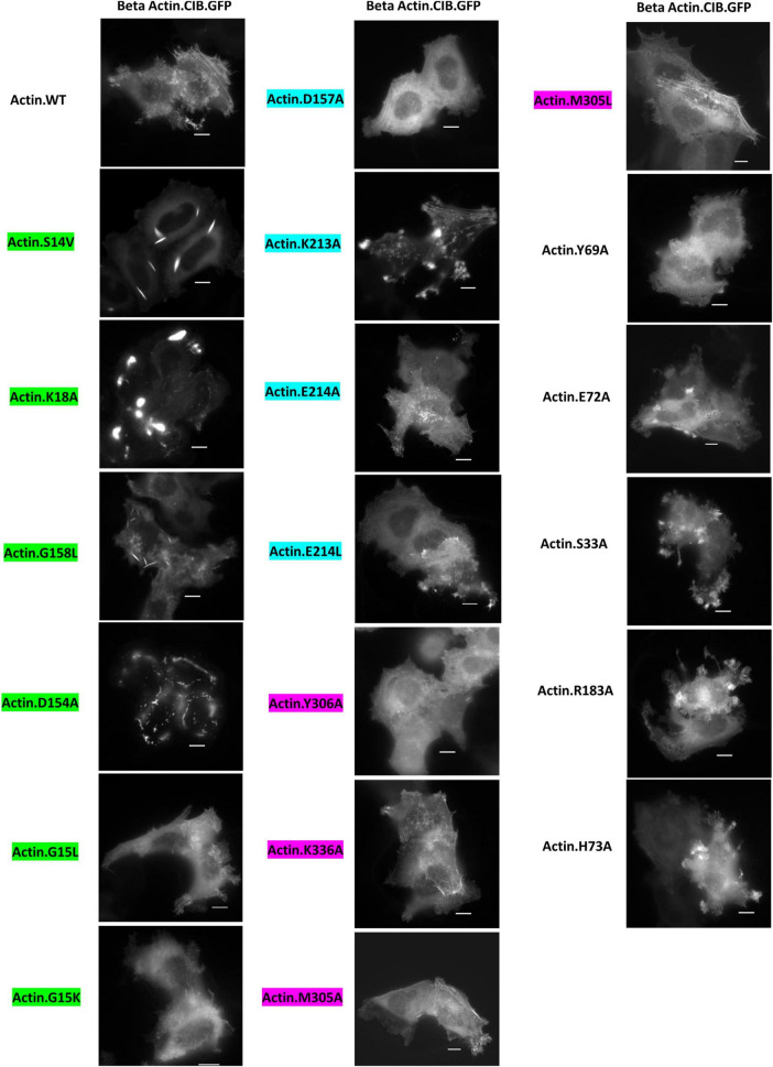 FIGURE 3