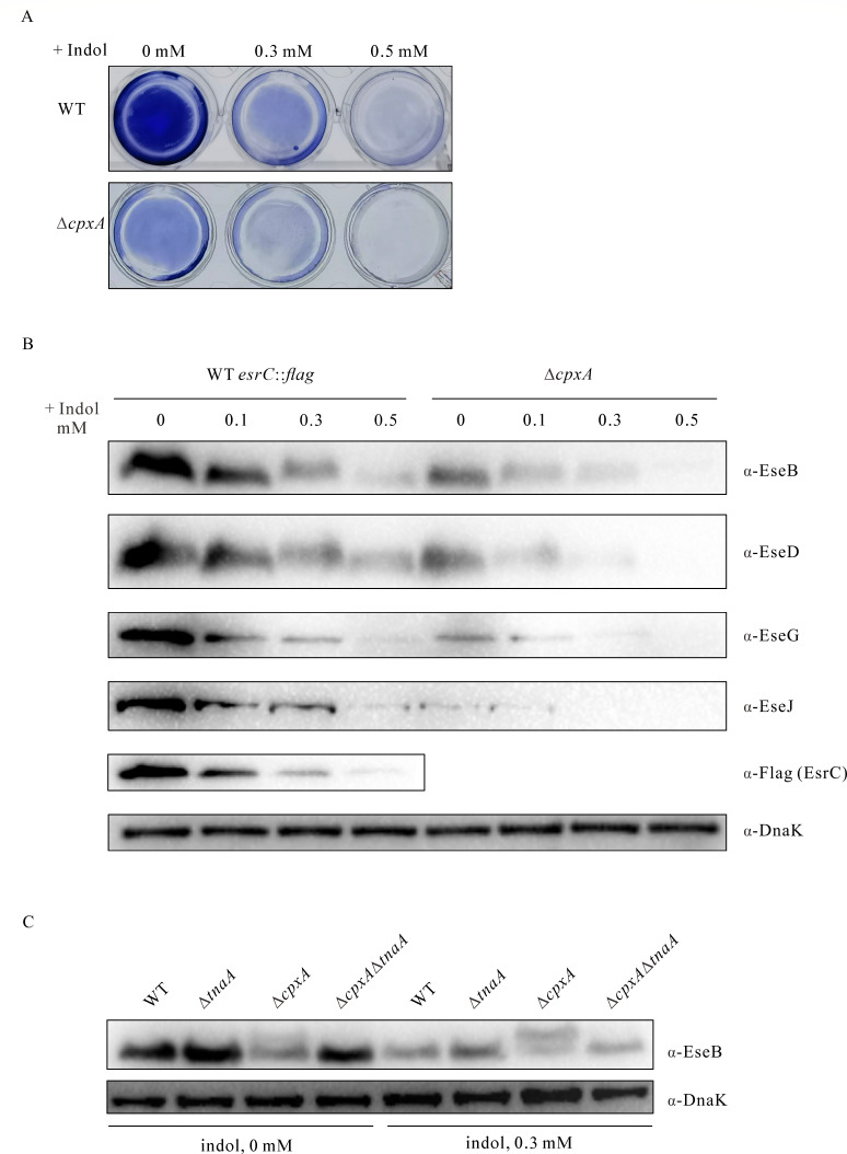 Fig 7