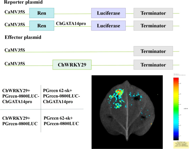 Figure 11