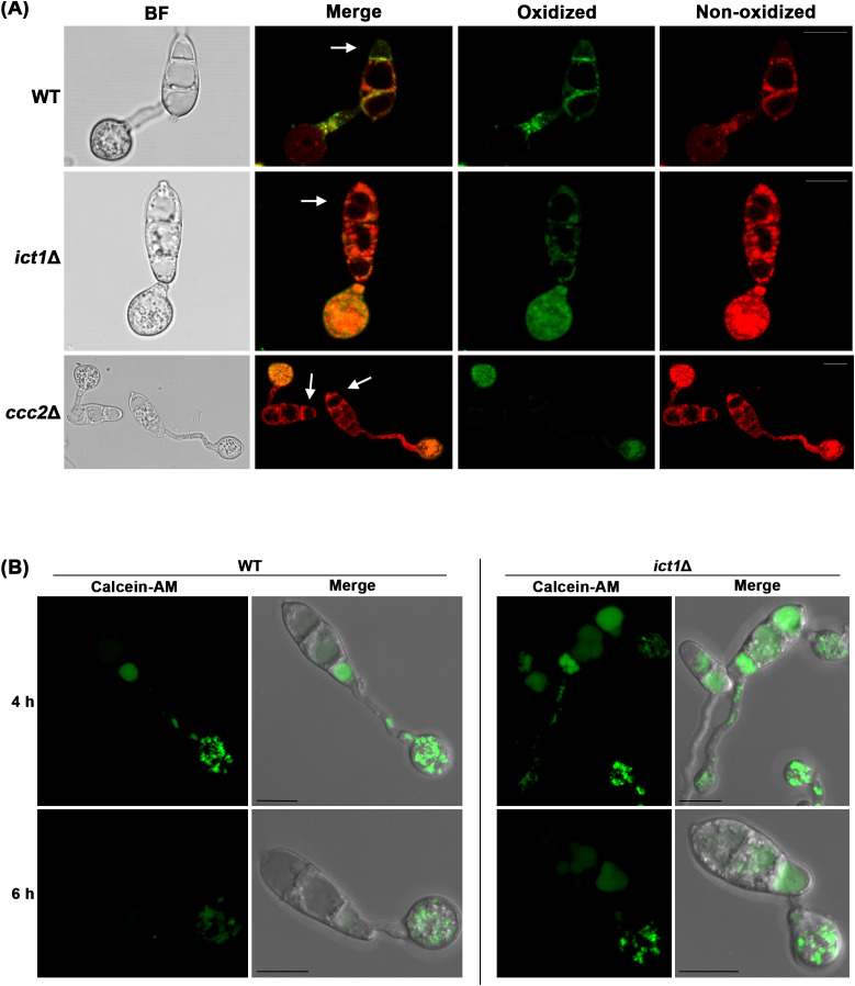 Figure 2