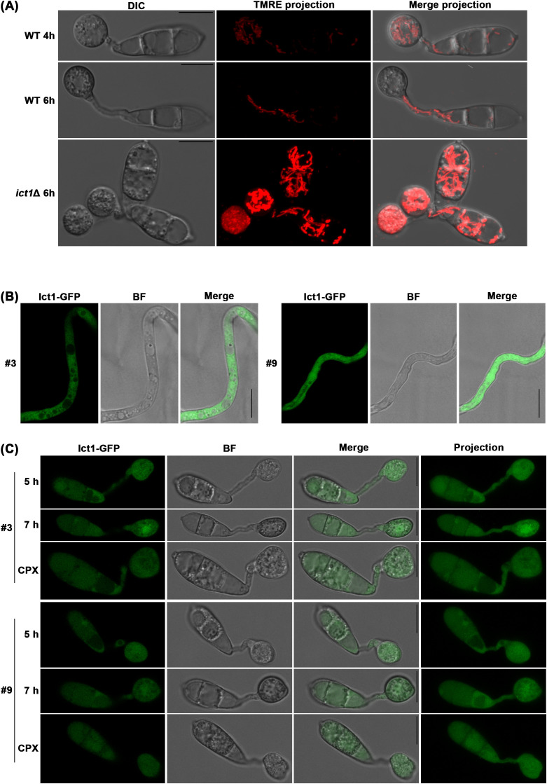 Figure 3