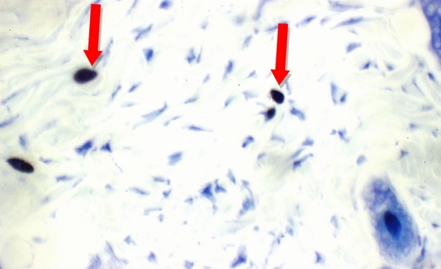 Figure 19