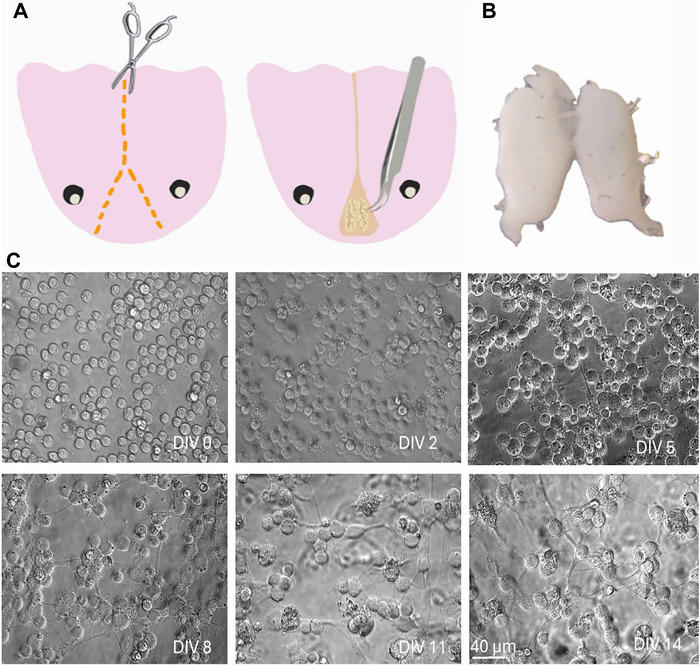 FIGURE 1