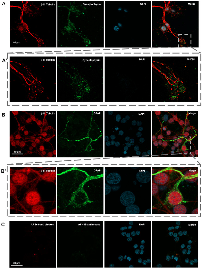 FIGURE 4
