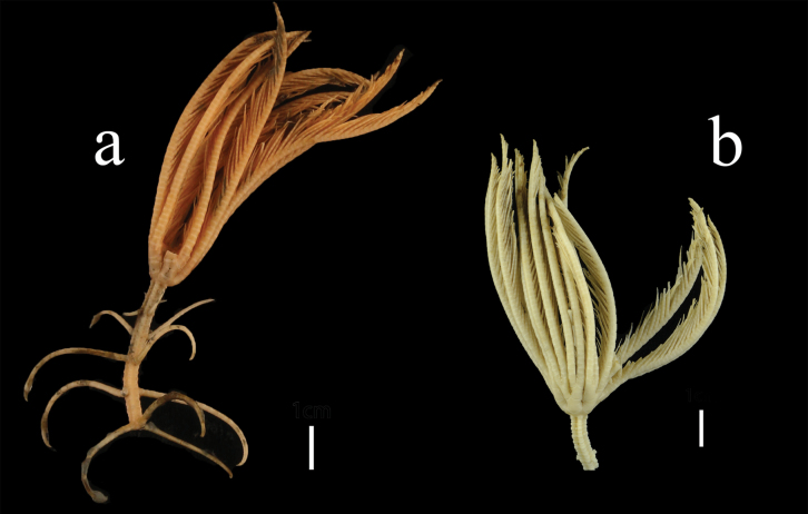 Figure 7