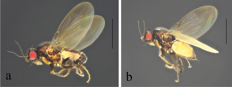 Figure 20