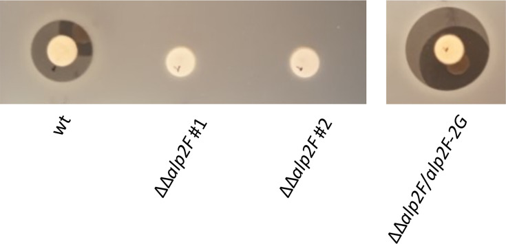 Fig. 4