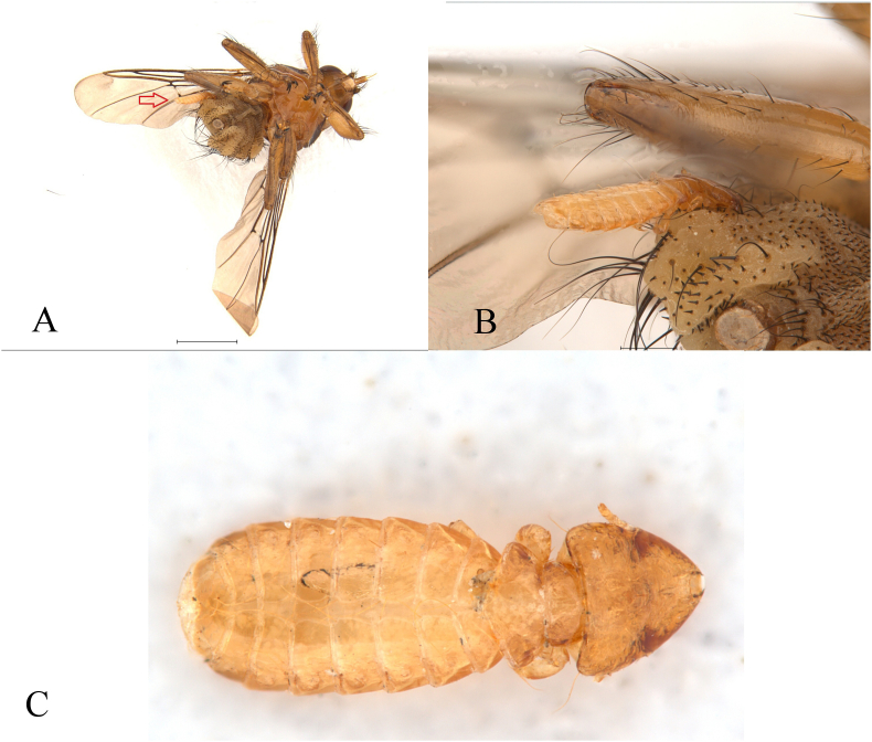 Figure 4