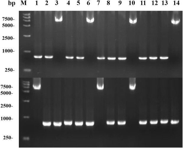 Figure 5