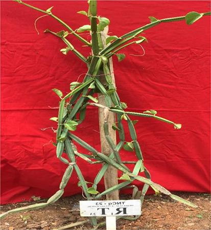 Figure 13