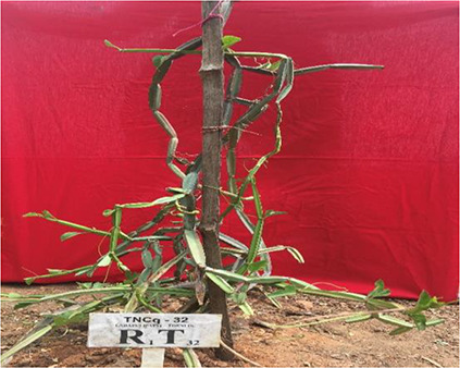 Figure 15