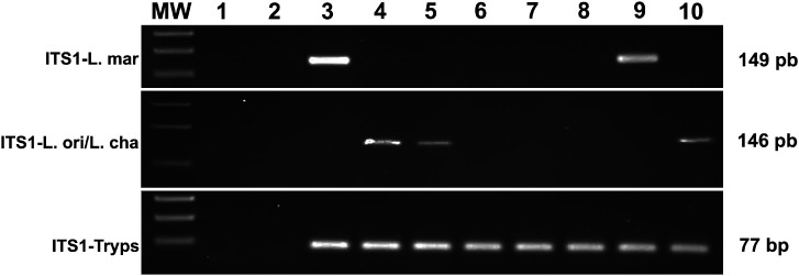 Figure 5