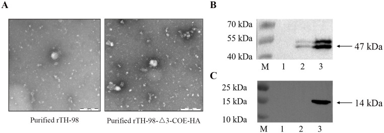 Figure 5