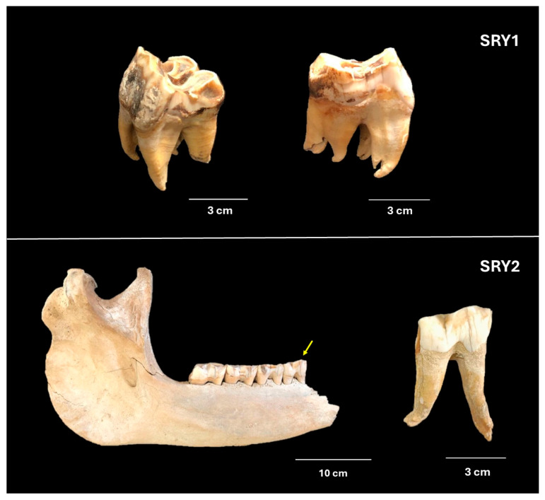 Figure 1