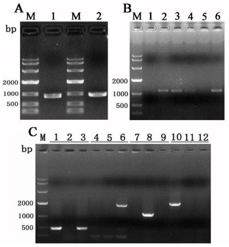 Figure 6