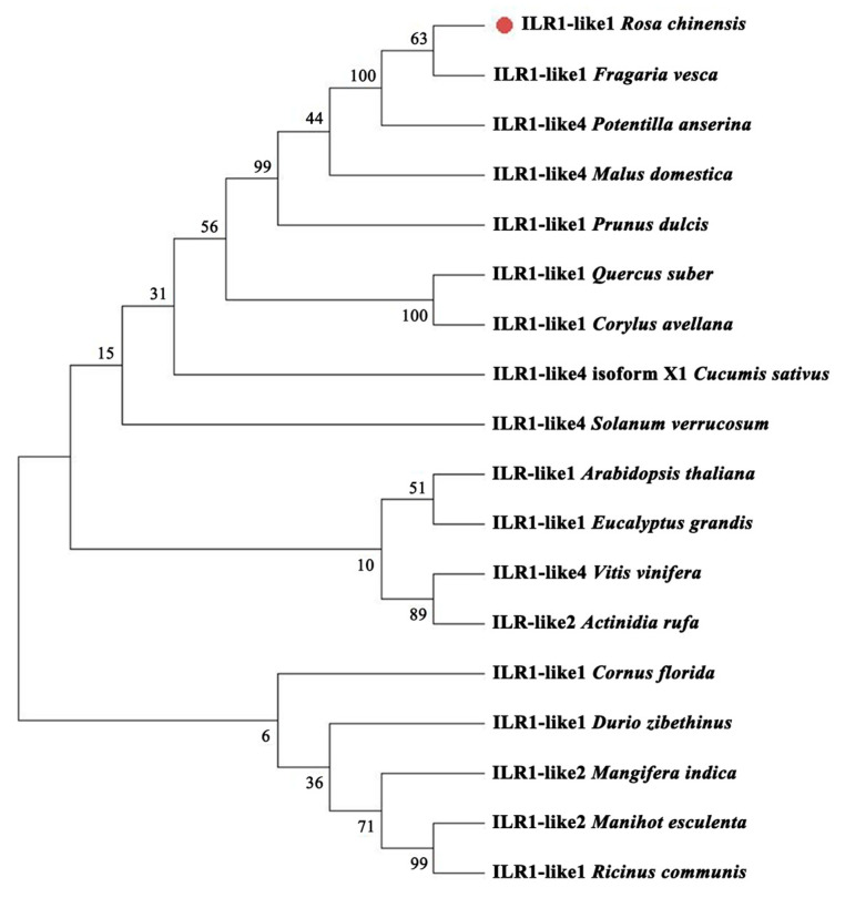 Figure 2