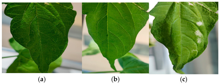 Figure 9