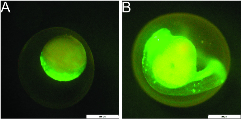 Fig 6